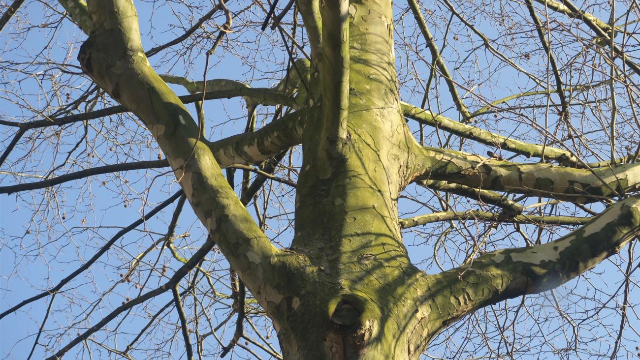 Baumstamm vor blauem Himmel